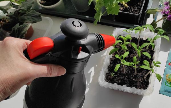 За 2 дня до пикировки рассаду следует опрыскать раствором препарата