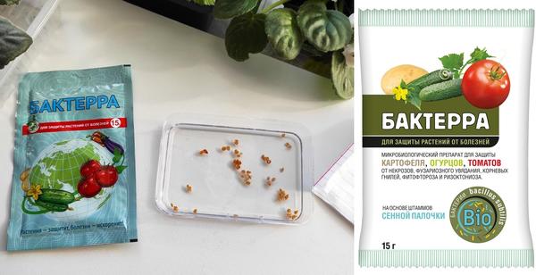Для профилактики корневых гнилей необходимо обработать семена за сутки перед посевом раствором препарата Бактерра. Справа: обновленная упаковка препарата