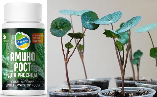 Органический стимулятор роста поможет рассаде нарастить крепкие вершки и мощные корешки