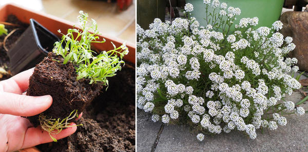 Алиссум обычно выращивают пучковым способом