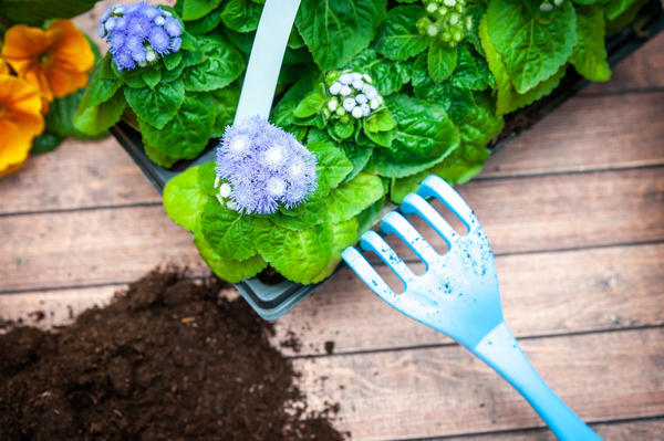 Рассада агератума отлично откликается на прищипку, после которой активно ветвится