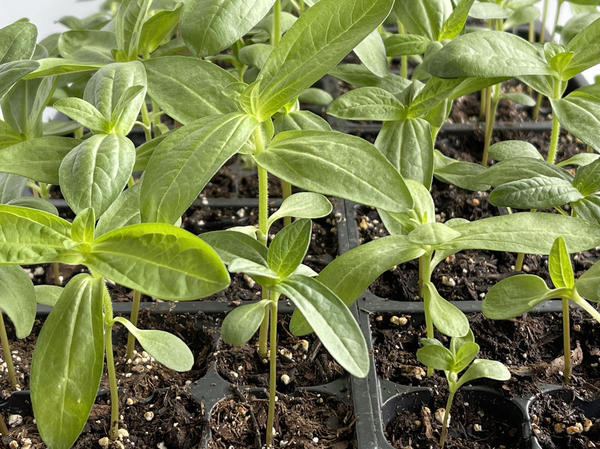 Апрельская рассада циннии получается здоровой и выносливой, но ее высаживают в сад только после окончательного ухода заморозков