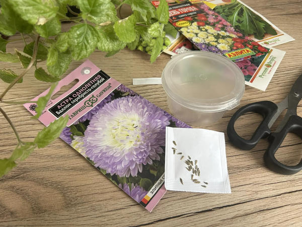 Семена астры и других однолетников можно обработать стимулятором прорастания