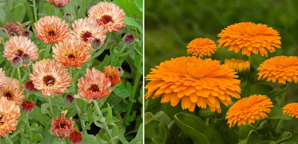 Рассадой обычно выращивают необычные, махровые гибриды календулы