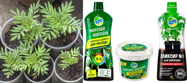 Для ухода за рассадой цветочных культур подойдет любое из средств Органик Микс