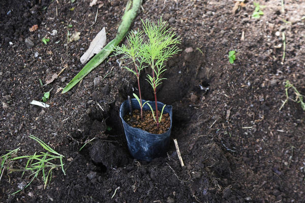 Рассадным способом обычно выращивают новые эффектные махровые сорта космеи и необычные пикоти-гибриды с каймой