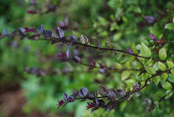 Жимолость блестящая Red Tips. Фото с сайта landscapeplants.oregonstate.edu