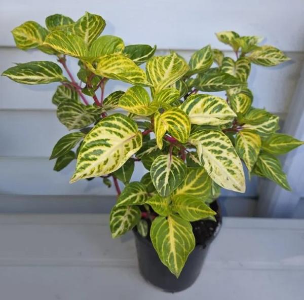 Ирезине Линдена Formosa. Фото с сайта ajgardennursery.com.au
