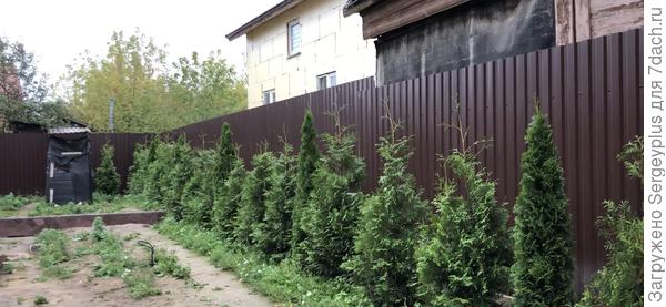 Вот остальные деревья,по цвету видно их состояние в отличии от той недоразвитой,остальные 76 прибавили за 4 месяца 35-50 см!!! Смаракт-3брабанта-смаракт,такая схема посадки