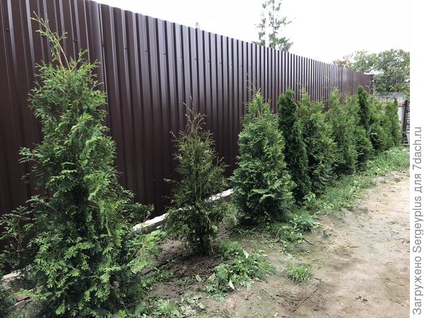 Вот второе хворающее деревце,менее плачевное состояние но недоразвитием,на фоне собратьев-на лицо