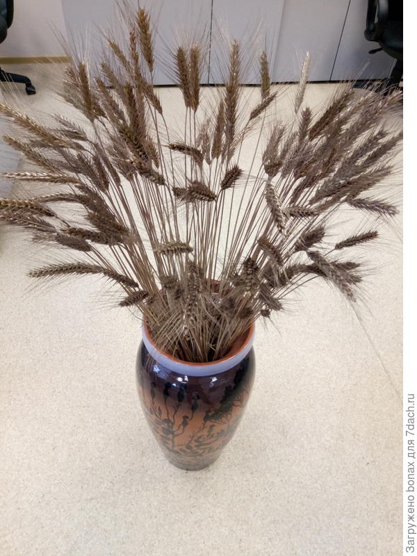 вот! красоты вам в ленту