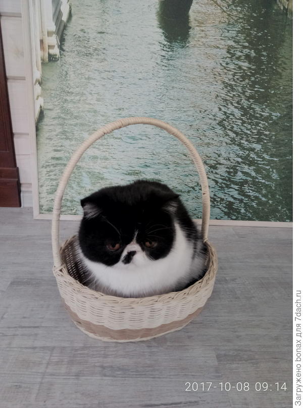 котовий урожай