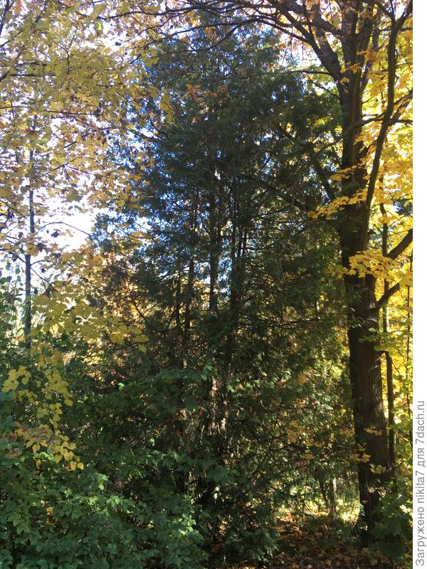 Вторая, неповрежденная