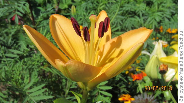 Лилия ЛА гибрид