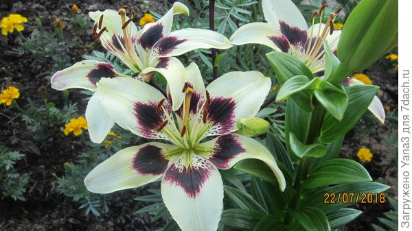 Лилия азиатская Патриция Прайд