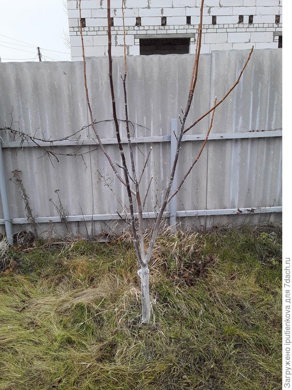 ореху 5 лет, выращен из орешка