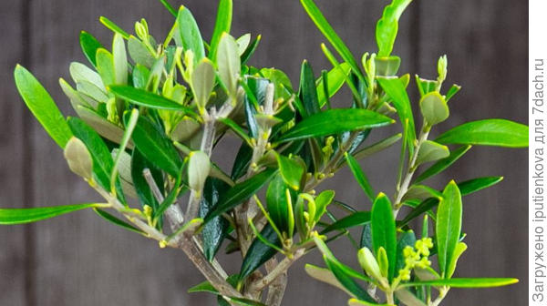 Отломите листик. Сразу станет ясно, у оливы листики более вытянуты и цвет с обратной стороны другой. Фото из интернета