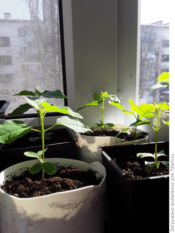 все принялись, фото 20 марта