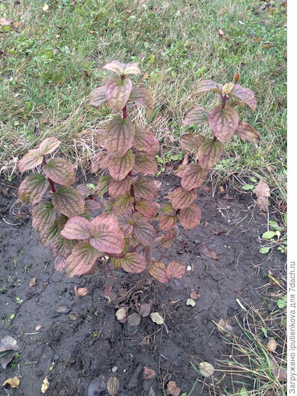 а это он осенью