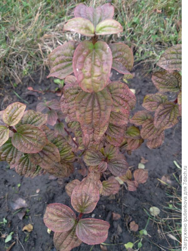 не совсем правда красный еще