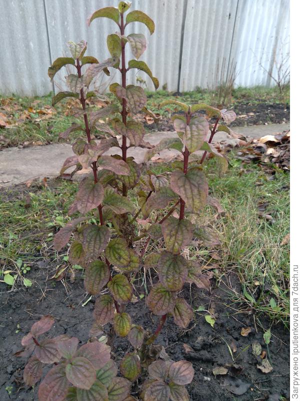 к осени подрос сантиметров наверно на 7-10 с весны