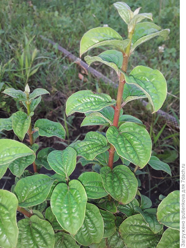 прирост был сантиметров 5