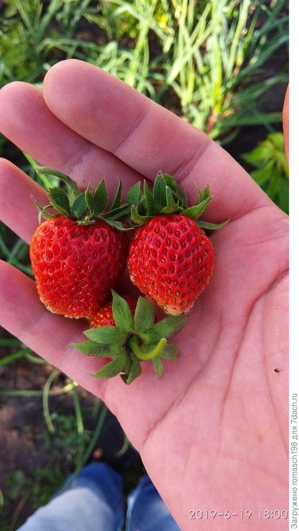 Уже не первые, но начинаем пробовать))