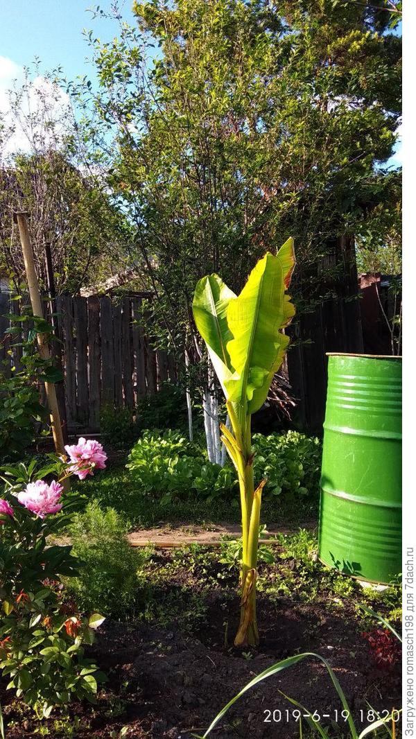 долго приживался, но в целом, это трава. Стал расти)