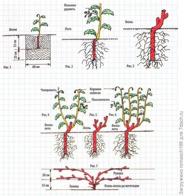 Как видите, штамб винограда под землей