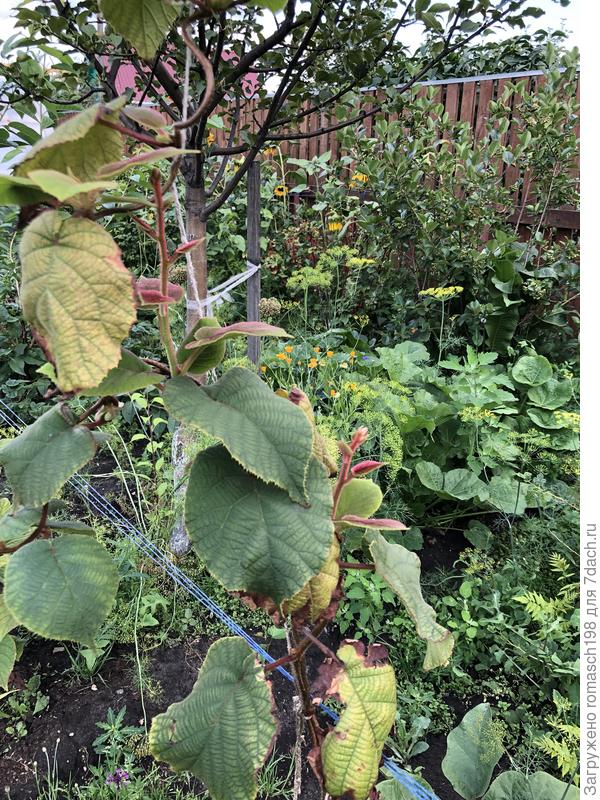 Киви очень долго привыкает