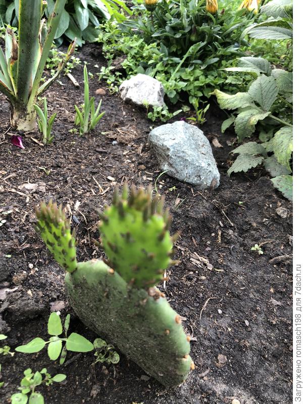 Опунция из Севастополя от Владимира