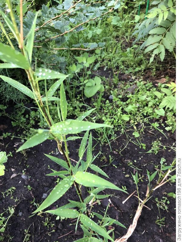 Бамбук , посаженный 12/07