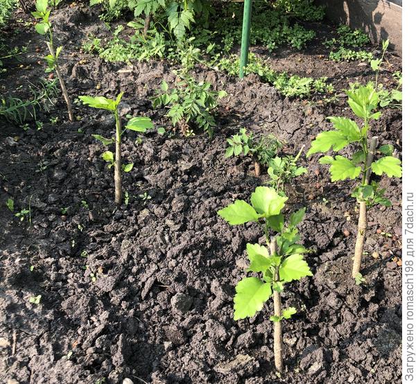 Сирийские гибискусы из Севастополя, посаженные в июле