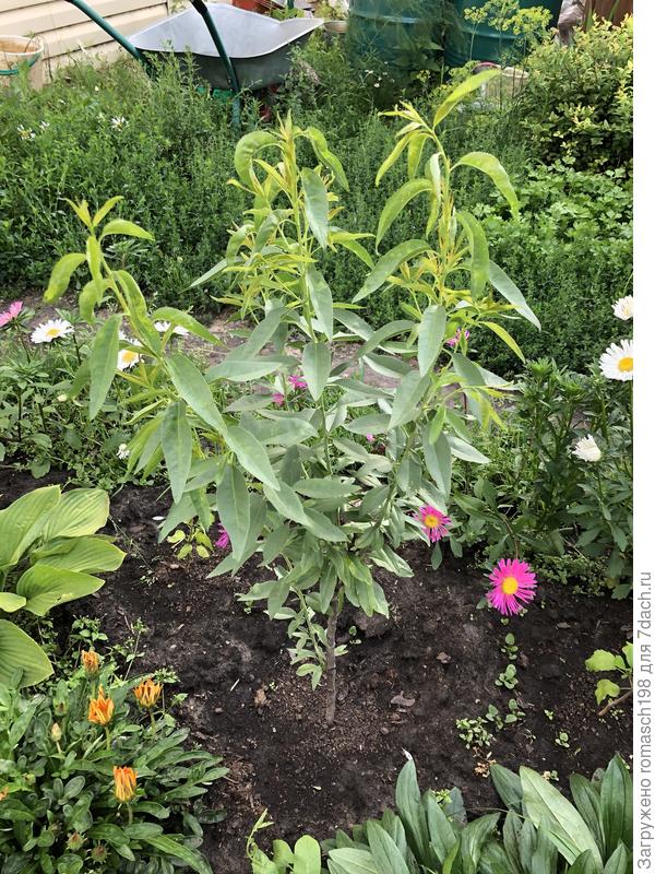 Крымский миндаль ) вторую зиму будет в ог