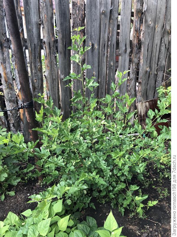 А это шелковица, был маленький чубук в прошлом году ;)