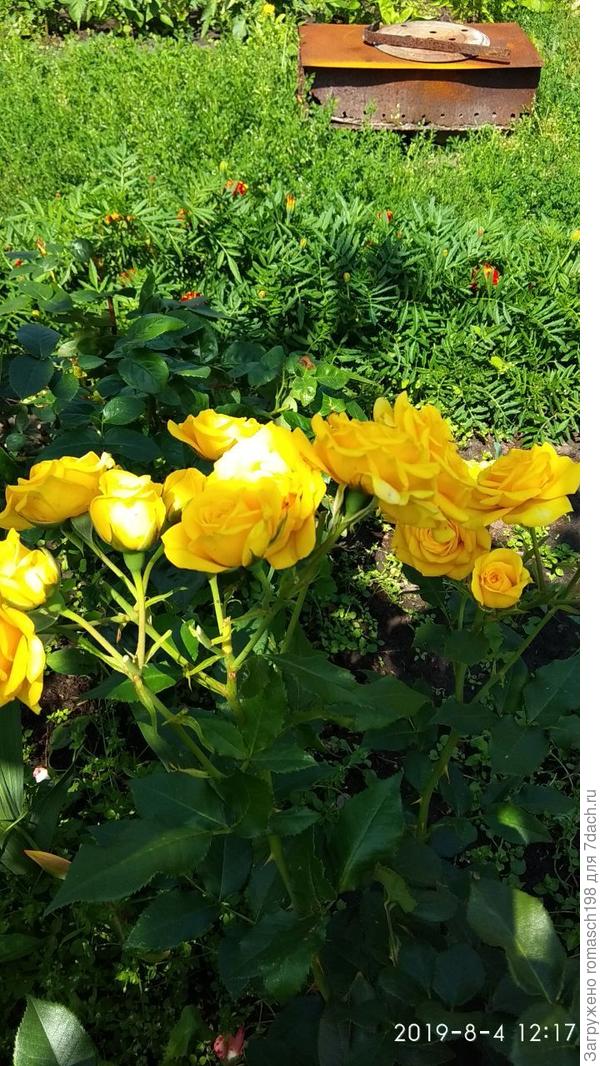 Сорт неизвестен