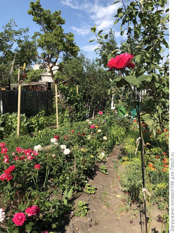 Наш молодой розарий