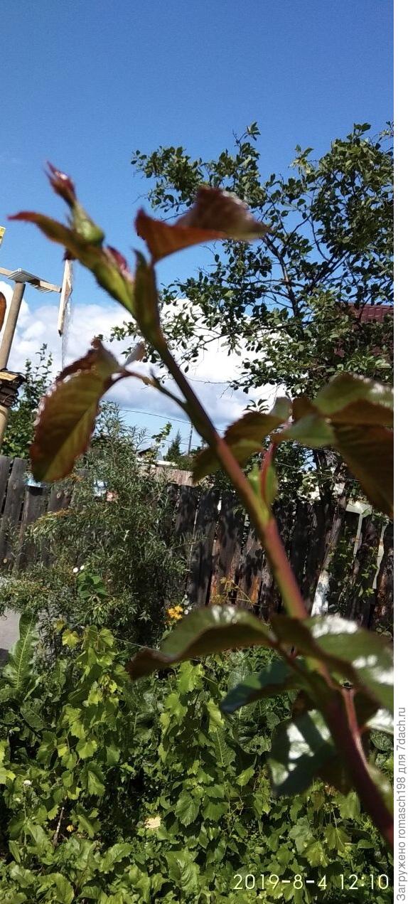 А симпати вот ;))))