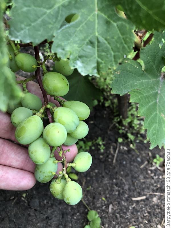 А это тоже второгодка Ливия