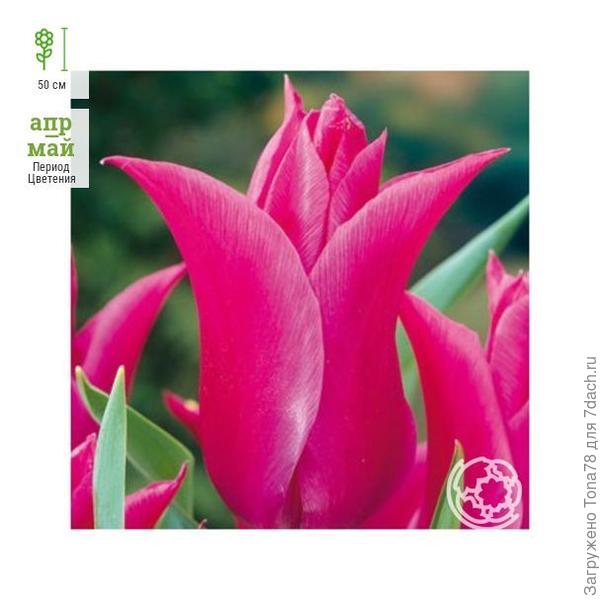 Тюльпан лилиецветный Лилиледи (Lilylady)