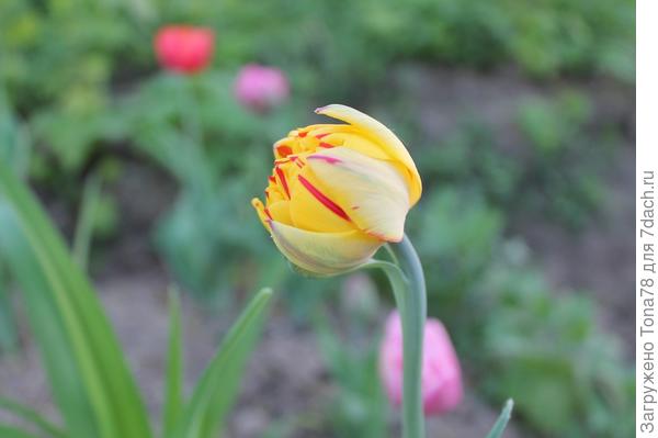 Расцветка отличается. Не думаю, что пересорт. Посмотрю следующей весной, может наберет сил и краски.