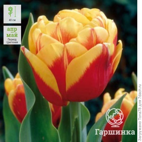 Тюльпан Силеста