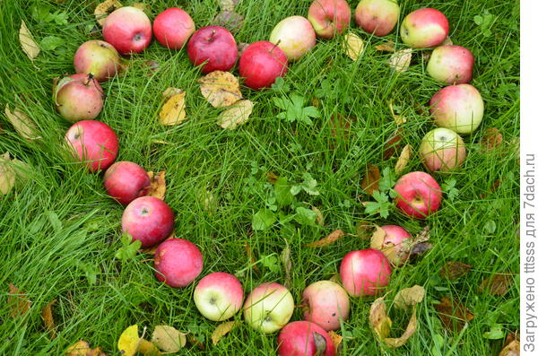 яблоки на лугу