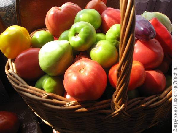 урожай томатов