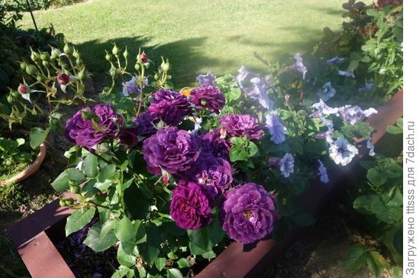 Насыщенно-фиолетовая