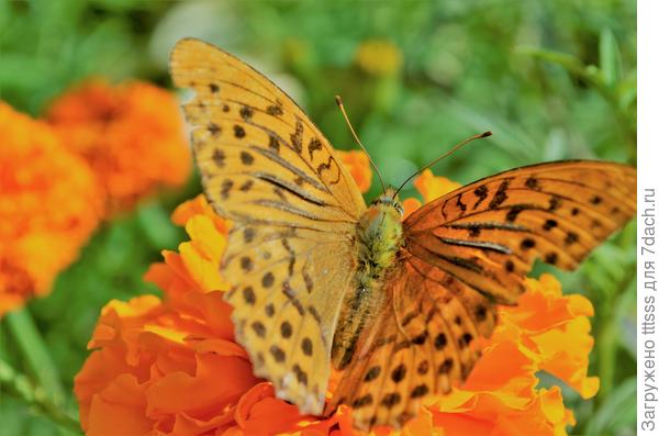 Прощай, Лето!