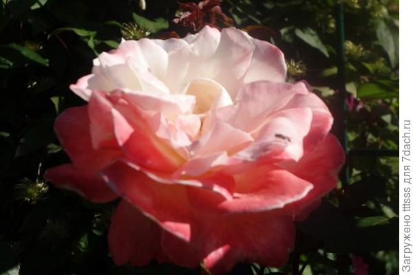 лучезарная бело-красная красавица