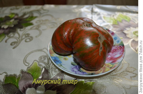 томат