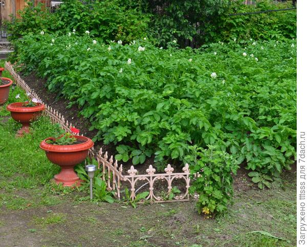картофель