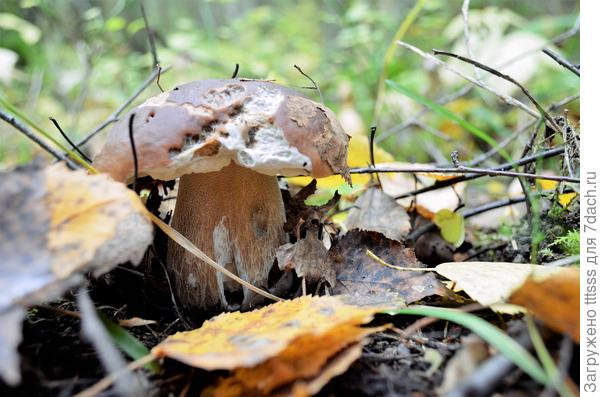 Настоящий король грибов - белый гриб!